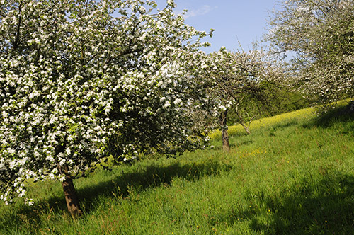 les vergers de kermao vente en ligne de cidre bretagne